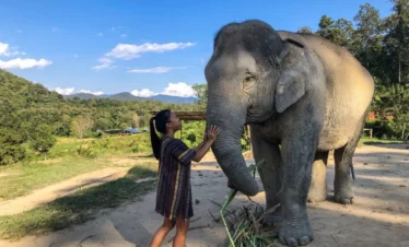 Half Day (Morning) Elephant Tour