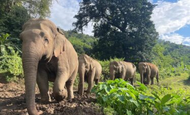 Bring Elephant Home